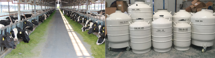 Best selling cryogenic liquid nitrogen co<em></em>ntainer 10L gas cylinder manufacturer in MS